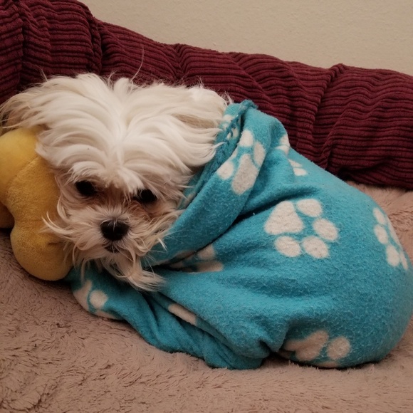 Meet your Posher, Dayan - Picture 3 of 7